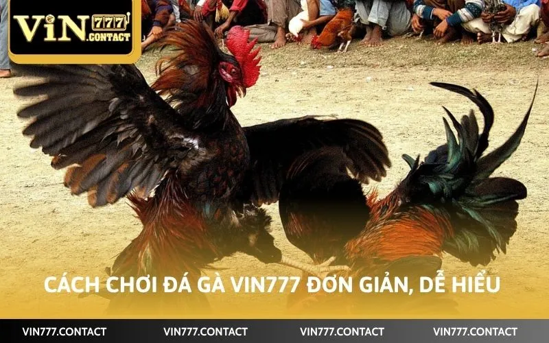 Cách Chơi Đá Gà Vin777 Trúng Đậm Tiền Tỷ Ít Ai Biết 3 Cách chơi đá gà Vin777 đơn giản, dễ hiểu
