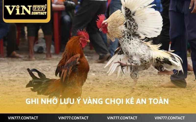 Cách Chơi Đá Gà Vin777 Trúng Đậm Tiền Tỷ Ít Ai Biết 5 Ghi nhớ lưu ý vàng chọi kê an toàn