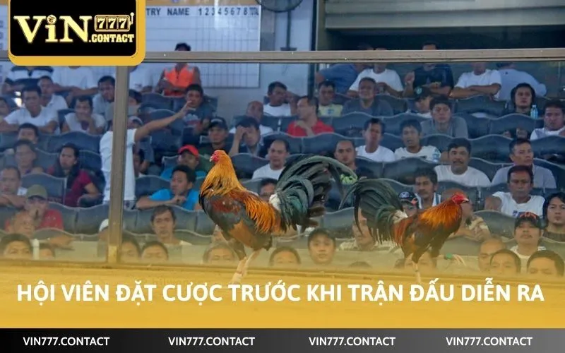 Cách Chơi Đá Gà Vin777 Trúng Đậm Tiền Tỷ Ít Ai Biết 4 Hội viên đặt cược trước khi trận đấu diễn ra